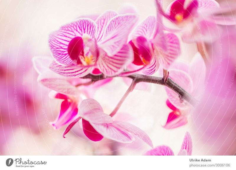 Orchids magic Wellness Harmonious Relaxation Calm Meditation Spa Feasts & Celebrations Nature Plant Spring Summer Autumn Winter Flower Blossom Orchid blossom