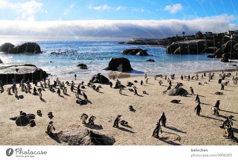 penguin paradise Animal portrait Back-light Sunset Sunrise Sunlight Contrast Shadow Light Day Dawn Deserted Exterior shot Colour photo Wanderlust Gorgeous Chaos