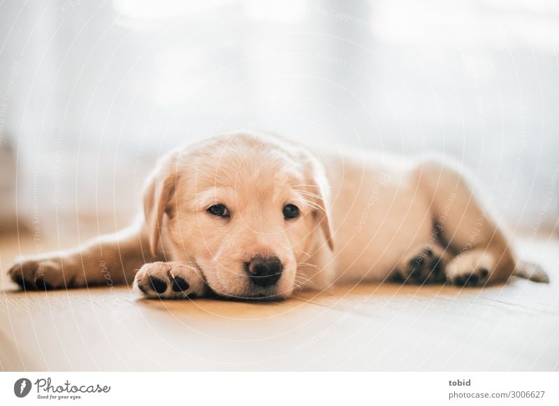 Dog puppy / Labrador Retriever Animal Pet Animal face Pelt 1 Observe Relaxation To enjoy Lie Friendliness Cuddly Sympathy Baby animal Labrador retriever Puppy