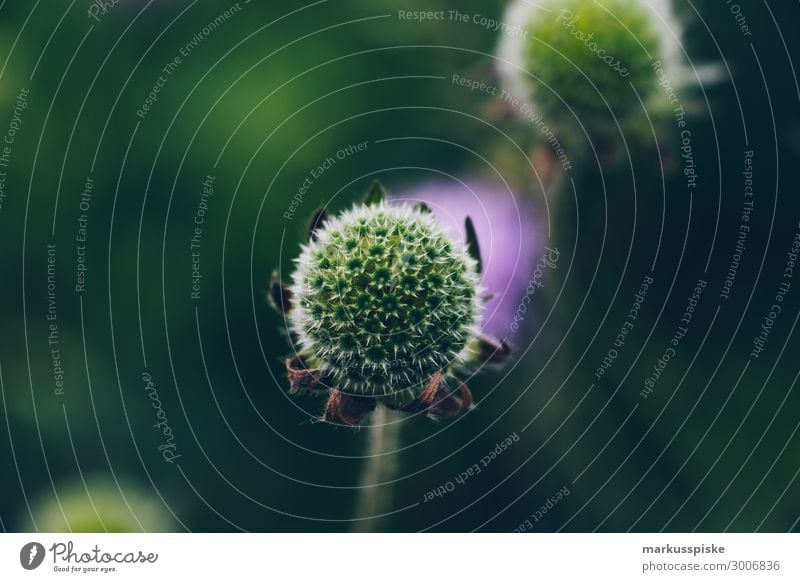 Flower Macro Close Up Leisure and hobbies Garden Nature Plant Animal Leaf Blossom Wild plant Park Blossoming Growth Authentic Dark Exotic Thorny Green Violet