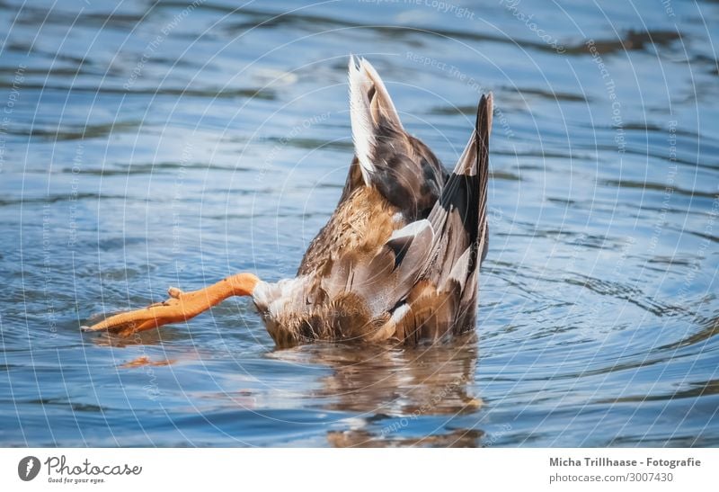 go underground Nature Animal Water Drops of water Sunlight Beautiful weather Lake Wild animal Bird Wing Duck Mallard Feather Plumed Legs Webbing 1 Dive Funny