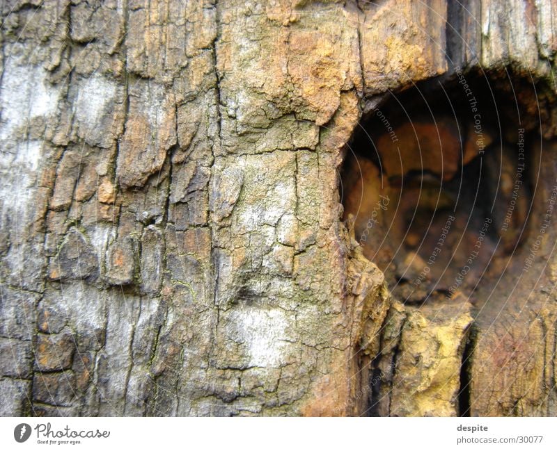 aging wood Wood Structures and shapes Landscape Close-up Detail