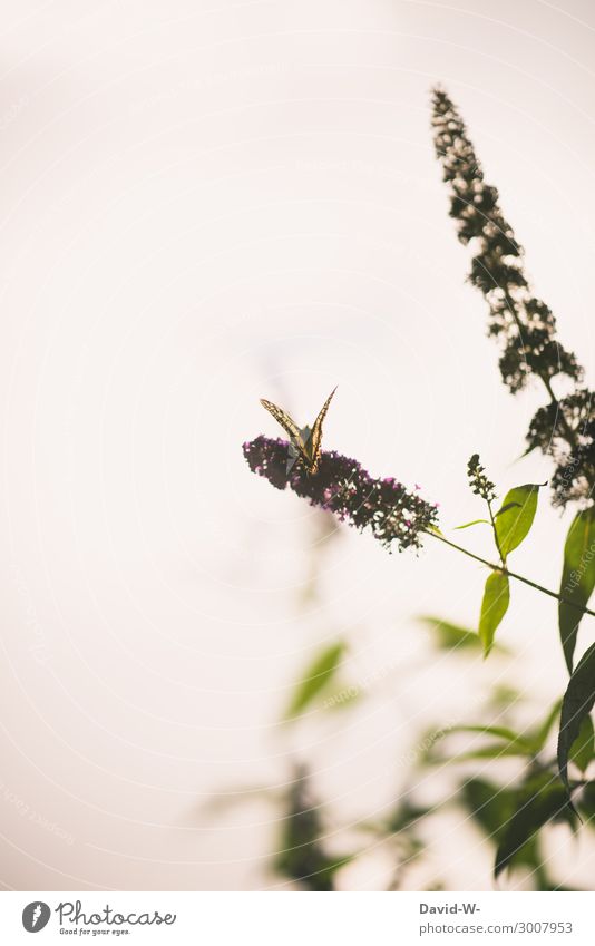 butterfly bushes Art Work of art Painting and drawing (object) Environment Nature Sun Sunlight Spring Summer Climate Climate change Beautiful weather Warmth