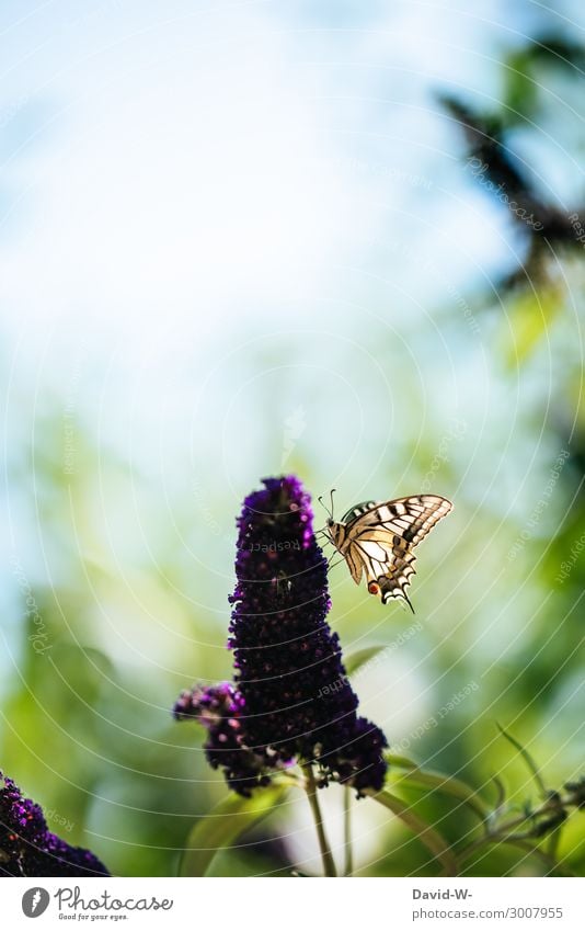 butterfly bush Art Work of art Painting and drawing (object) Environment Nature Landscape Plant Animal Sky Sun Summer Beautiful weather Blossom Garden Park