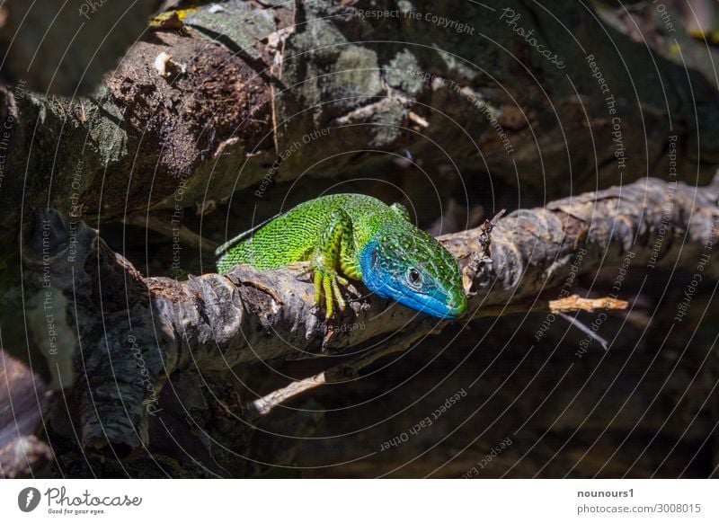 Emerald lizard in the undergrowth Animal Wild animal Animal face Scales Lizards 1 Baby animal Observe Crouch Crawl Lie Exotic Beautiful Curiosity Cute Smart