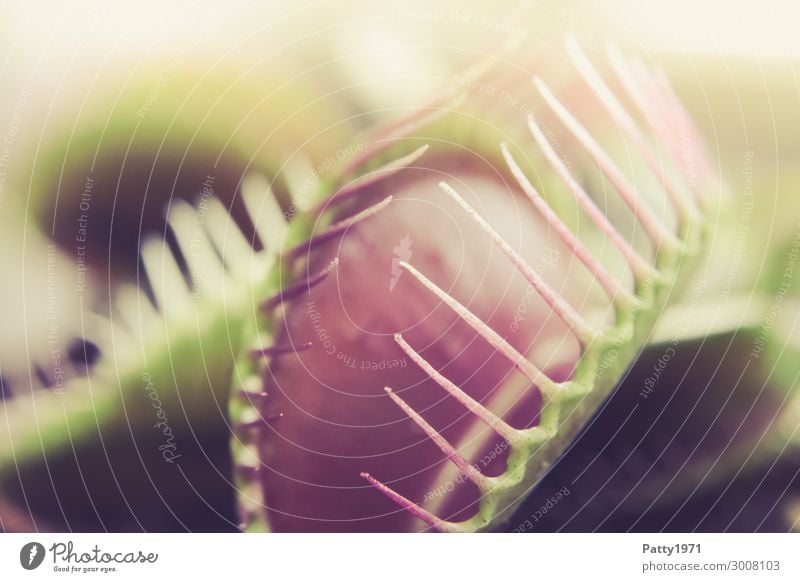 Venus flytrap Plant Leaf Exotic Venus' flytrap Green Pink Threat Colour photo Subdued colour Close-up Detail Macro (Extreme close-up) Deserted Copy Space left