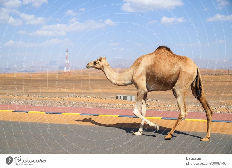 on to the new week. Environment Nature Sand Sky Summer Climate Beautiful weather Desert Oman Outskirts Transport Traffic infrastructure Street Animal Camel 1