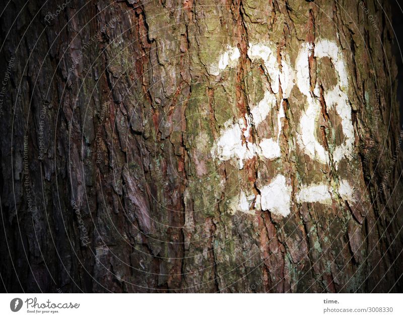 28 daylight Colour Orientation Information number White Tree mark hiking trail Arrow bark Tree trunk Left Direction