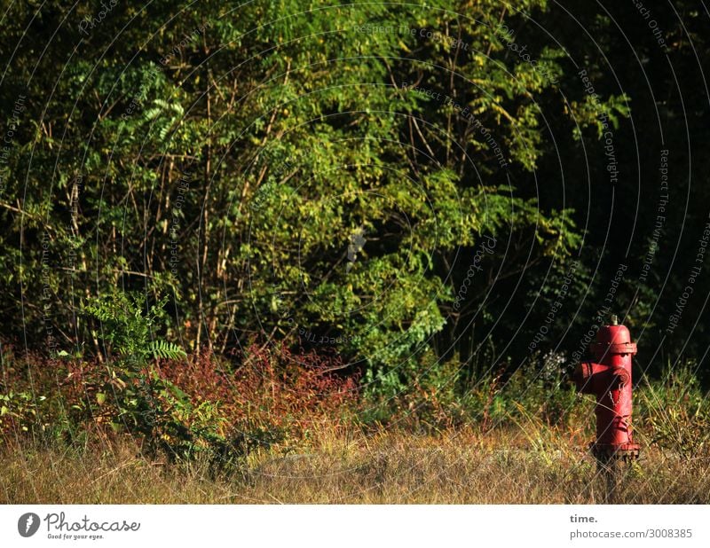 mind Fire department Fire hydrant Workplace Services Nature Landscape Plant Beautiful weather Tree Forest Lanes & trails Roadside Green Red Watchfulness