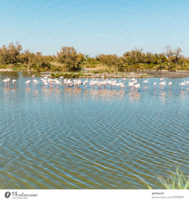 Flamingos / Camargue Environment Nature Landscape Water Sky Bushes Lakeside Bay France Animal Group of animals Pack Exotic Natural Blue Multicoloured Pink