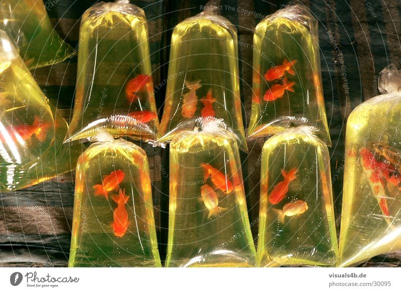 Goldfish in plastic bags lying on the floor Plastic bag Green Red Asia Specialities Aquarium Ornamental fish 8 Farmer's market Thailand Nutrition Captured