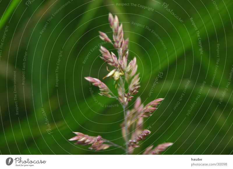 grasshopper in green Meadow Animal Connectedness Symbiosis Calm Macro (Extreme close-up)