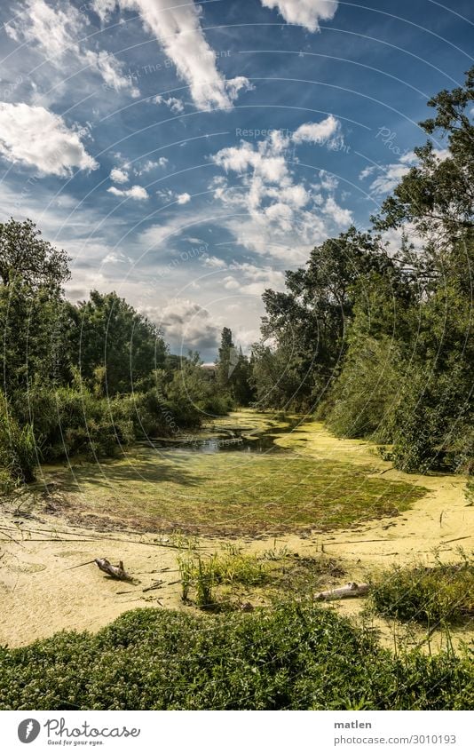 summer day Nature Plant Sky Clouds Summer Beautiful weather Wind Tree Bushes Wild plant Forest Lakeside Pond Blue Brown Yellow Green White Dynamics Algae