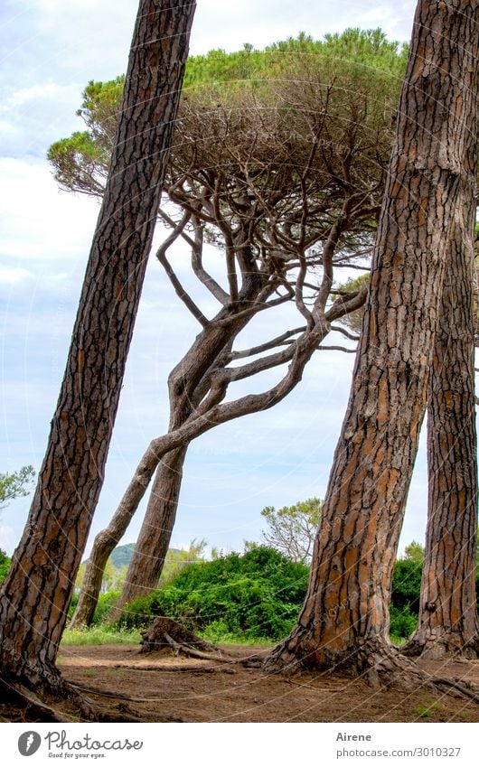 Airy in the pine forest. Tree Stone pine Tree trunk Forest Virgin forest Tuscany Growth Exceptional Gigantic Large Tall Thin Blue Brown Green Bravery Bizarre