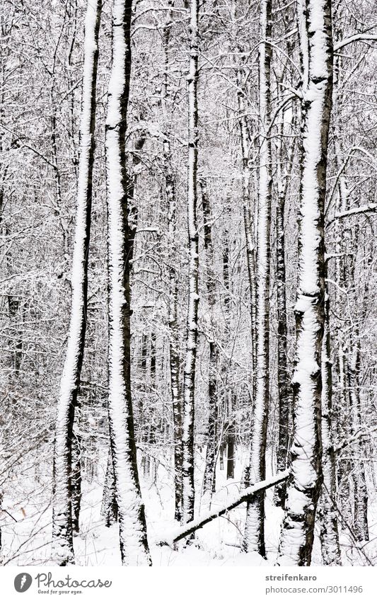 Snowy tree trunks in the winter forest Environment Nature Landscape Plant Elements Water Winter Climate Climate change Tree Tree trunk Forest Wood Freeze Dark