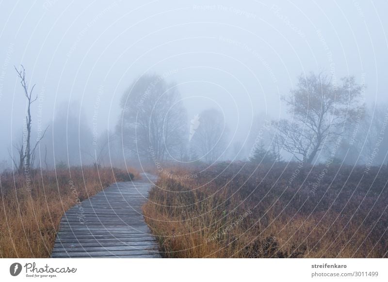 Nebulous wayfaring. Trip Adventure Environment Nature Landscape Plant Elements Air Drops of water Autumn Fog Tree Grass Bushes Bog Marsh High venn Fen