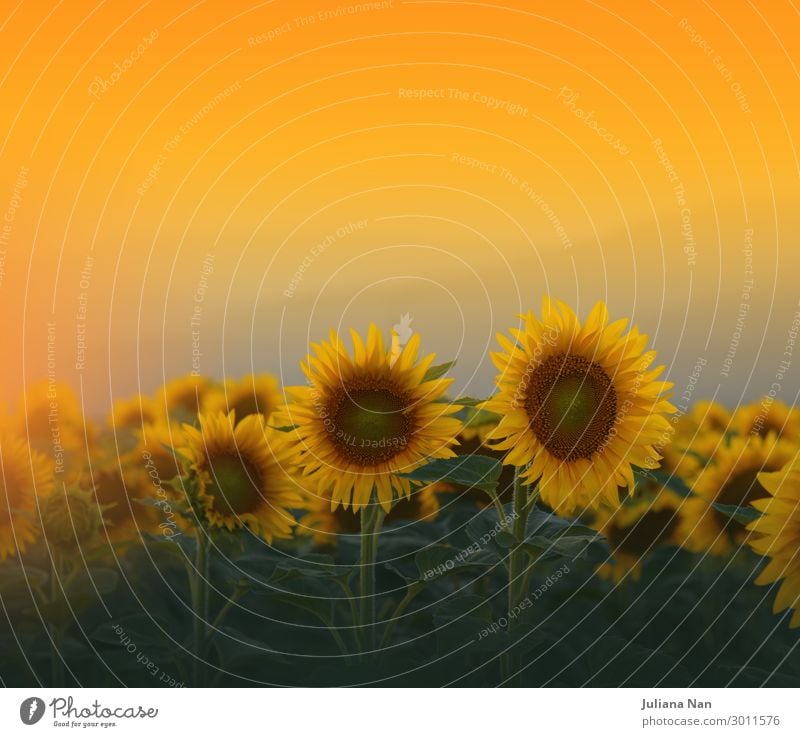 Sunflowers Field at Sunset.Nature Background Lifestyle Luxury Design Exotic Vacation & Travel Summer Art Work of art Environment Landscape Plant Sky Sunrise