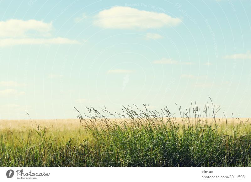 At the edge of the field Environment Nature Plant Sky Clouds Summer Beautiful weather Grass Grain field Meadow Field Margin of a field Blue Yellow Green Serene