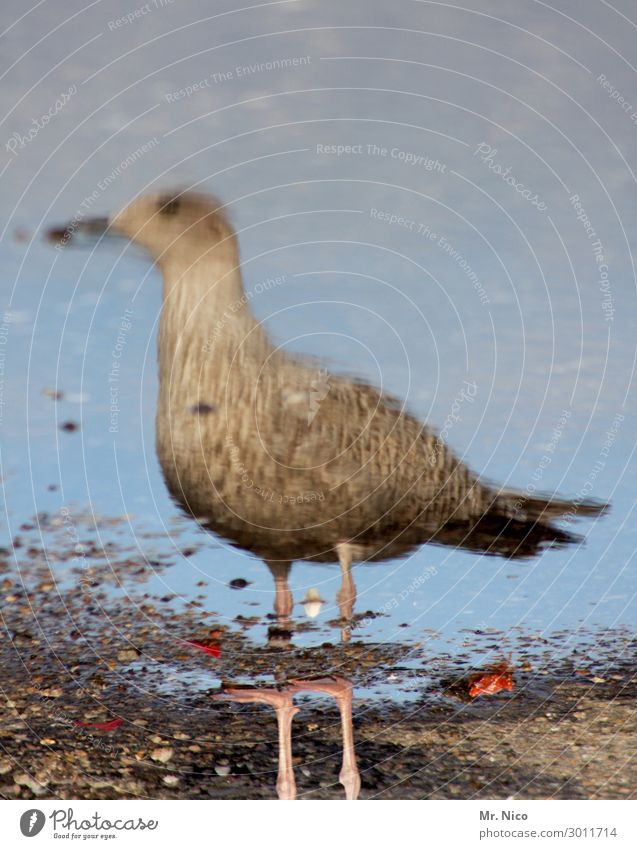 gull pick Coast Beach North Sea Bird 1 Animal Brown Gray Seagull Mirror image Water Reflection Lake Ocean Legs Stand Observe Beak Wild animal Animalistic