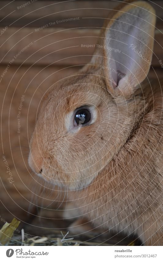 Caught Easter Animal Pelt Pet Farm animal Animal face 1 Observe Looking Wait Happiness Cuddly Cute Brown Love of animals Curiosity Timidity Mistrust Cowardice