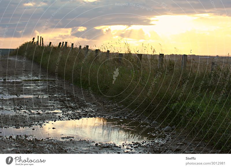 Sun after the rain Puddle puddle picture puddle mirroring Nordic Landscape Dark raven Bird Loneliness Apocalyptic sentiment Fence post Gloomy Lonely