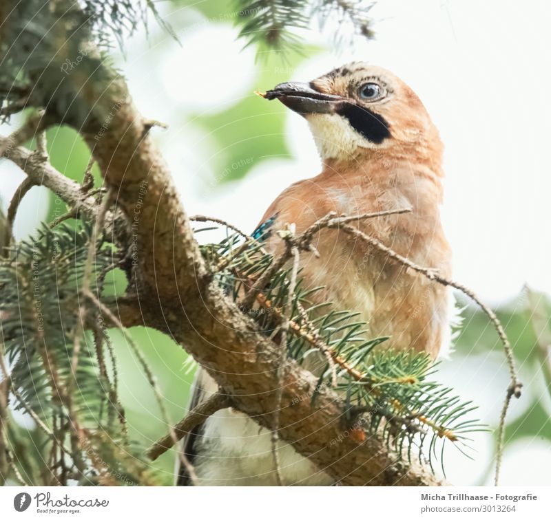 Jay in coniferous tree Nature Plant Animal Sky Sunlight Beautiful weather Tree Coniferous trees Wild animal Bird Animal face Wing Head Beak Eyes Feather Plumed