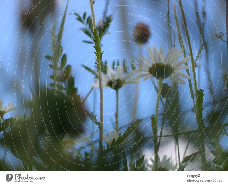 tell me where the flowers are... Grass Green Flower Field Zoom effect Worm's-eye view Close-up Sky Floor covering