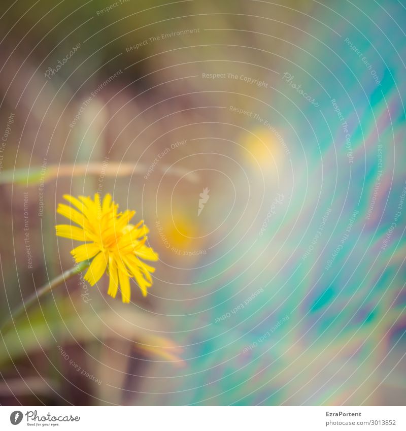 ° Environment Nature Summer Plant Flower Blossom Garden Blue Yellow Blossoming Error Blur Colour photo Exterior shot Close-up Experimental Deserted