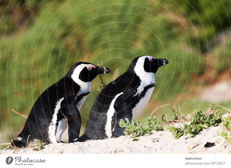 Together in the same direction Vacation & Travel Tourism Trip Adventure Far-off places Freedom Nature Landscape Plant Grass Leaf Coast Beach Ocean Wild animal