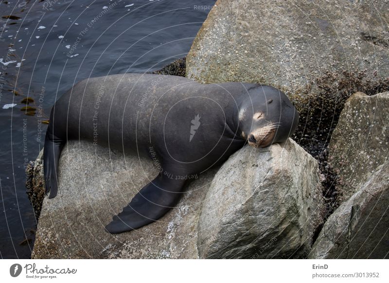 Male Sea Lion Sleeping on Rocks in Monterey California Face Ocean Man Adults Group Environment Nature Animal Coast Fur coat Cool (slang) Fresh Uniqueness Cute