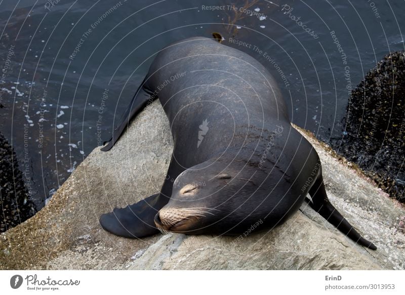 Black Male Sea Lion Sleeping on Rocks Close Up in Seascape Face Ocean Man Adults Group Environment Nature Animal Coast Fur coat Cool (slang) Fresh Uniqueness