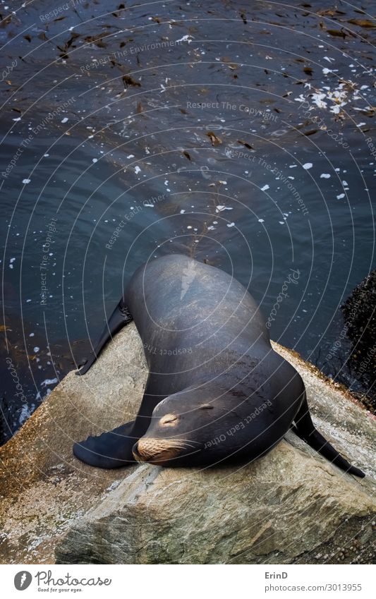 Male Sea Lion Sleeping on Rock with Kelp Forest Behind Face Ocean Man Adults Group Environment Nature Animal Coast Fur coat Cool (slang) Fresh Uniqueness Cute