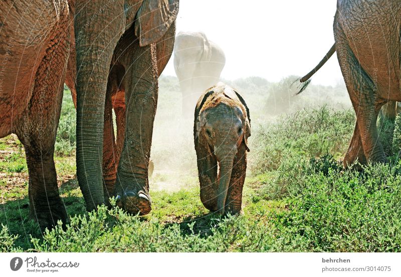 family time Elephant Nature Safari Animal portrait Adventure Deserted Dangerous Day Close-up Exterior shot Colour photo Animal family South Africa