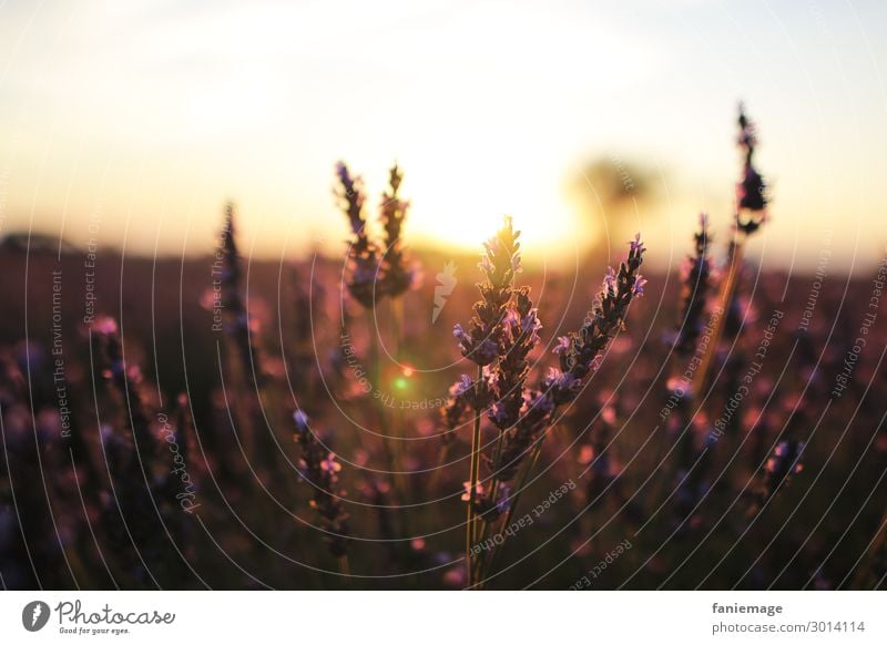 aux champs de lavande Environment Nature Beautiful weather Plant Field Climate Stagnating Lavender field Provence Valensole Southern France Culture Fragrance