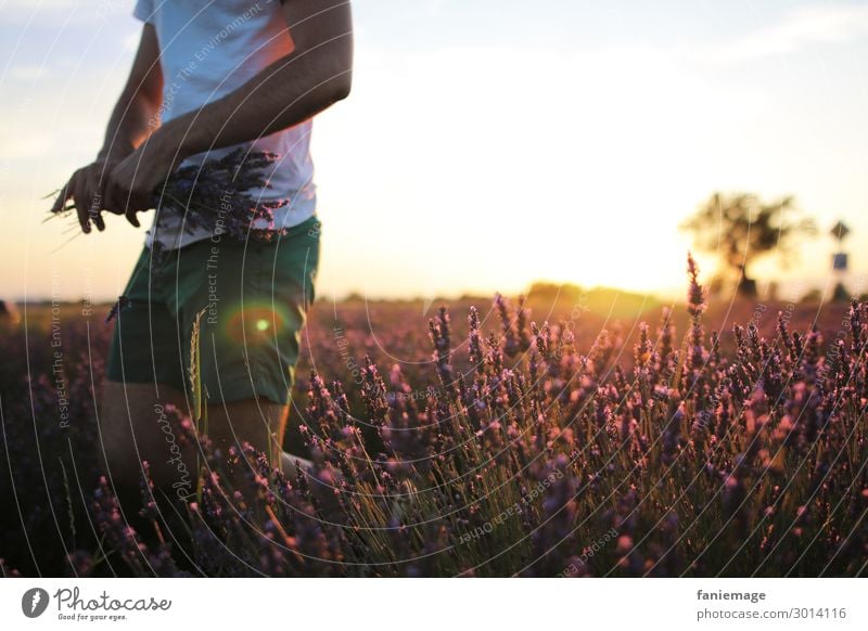 Pick Lavender Masculine Body 1 Human being 30 - 45 years Adults Environment Nature Beautiful weather Field Movement Provence Lavender field Valensole Bouquet