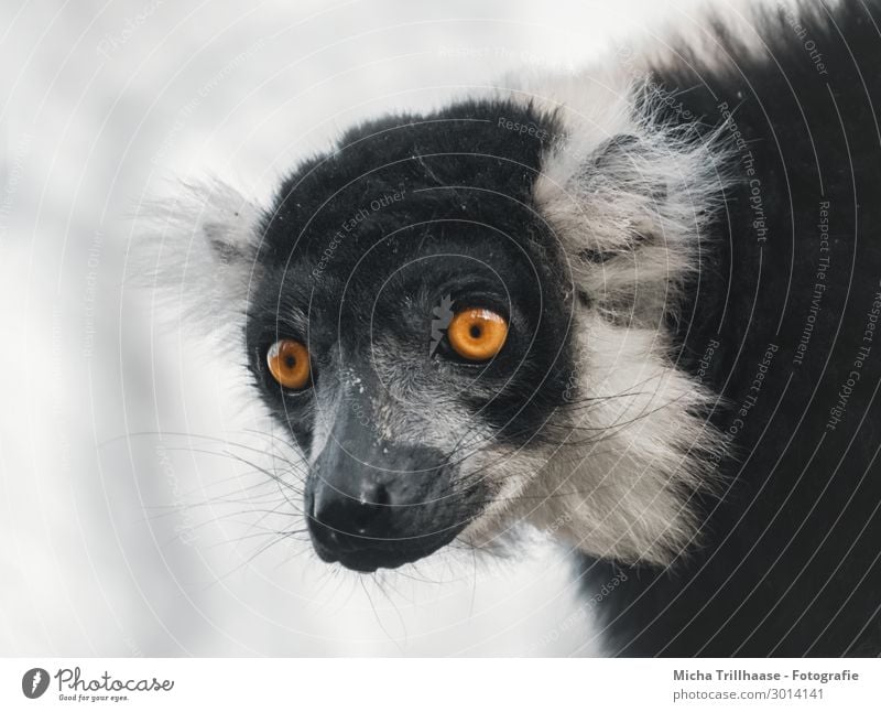 Vari Portrait Nature Animal Sky Sunlight Beautiful weather Wild animal Animal face Pelt Variegated Lemur Monkeys Half-apes Head Eyes Ear Nose Muzzle 1 Observe