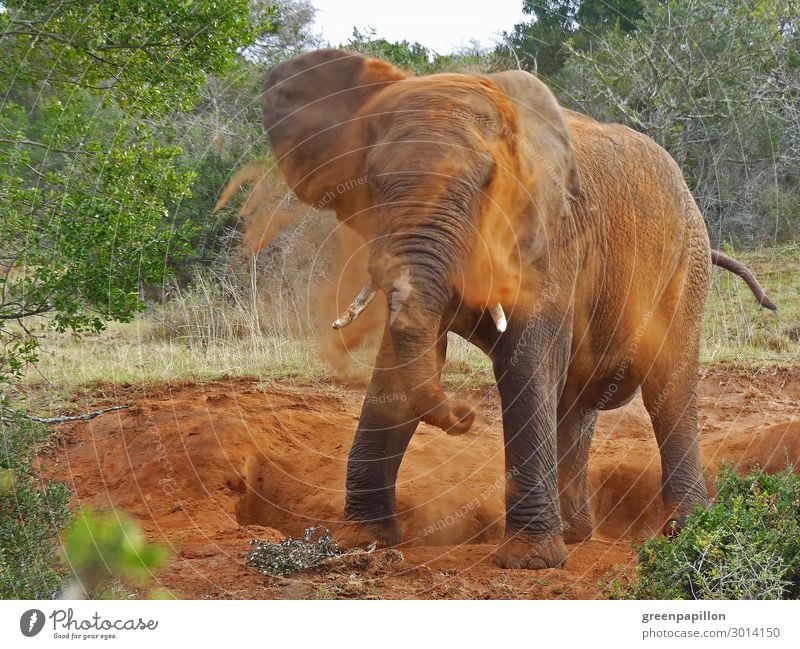 African elephant takes a shower Vacation & Travel Tourism Trip Adventure Far-off places Freedom Safari Expedition Summer Summer vacation Nature Landscape Earth