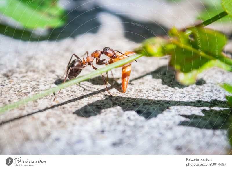 Hardworking workers Work and employment Success Environment Nature Park Meadow Field Forest Rock Animal Wild animal Animal face 1 Eating Free Gigantic Small