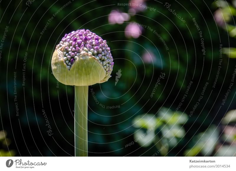 Purple flower bud Garden Environment Nature Plant Flower Foliage plant Park Meadow Blossoming Growth Bud Macro (Extreme close-up) Detail Violet