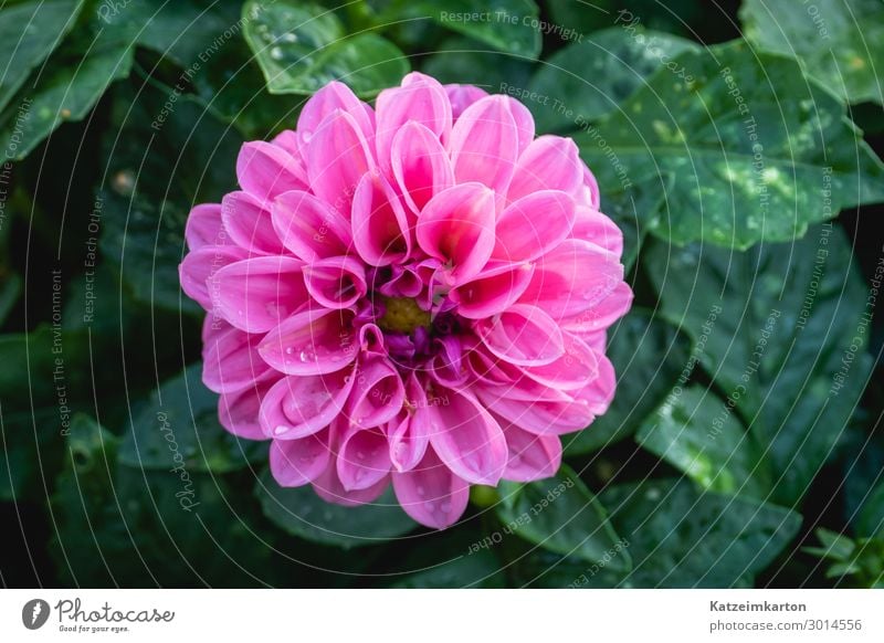 Pink dahlia blossom Vegetarian diet Nature Plant Summer Rain Flower Leaf Blossom Foliage plant Garden Park Blossoming Growth Beautiful Colour Garden plants