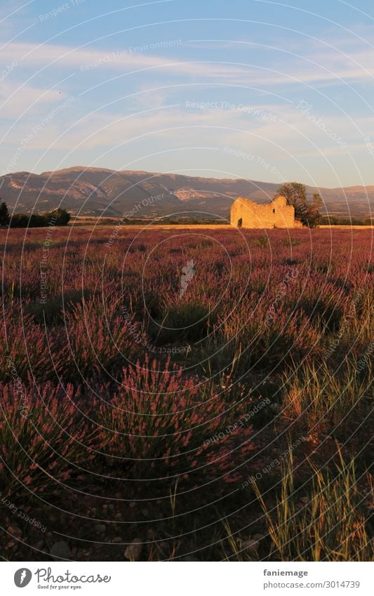 Evening in the lavender field Environment Nature Landscape Beautiful weather Field Emotions Moody Lavender field Valensole Provence Violet Fragrance