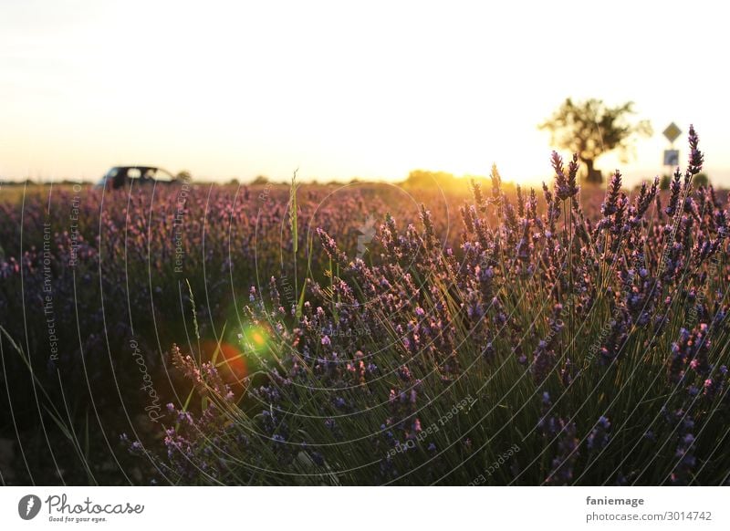 Lavender field deluxe Nature Landscape Beautiful weather Warmth Field Emotions Moody Happy Valensole Provence Southern France Sunset Romance Tree Fragrance