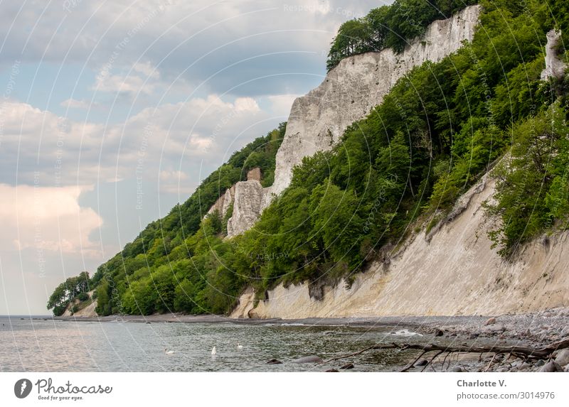 steep coast Nature Landscape Animal Water Sky Summer Rock Coast Beach Baltic Sea Island Rügen Cliff Swan 3 Stone Firm Fluid Fresh Gigantic Tall Maritime Blue