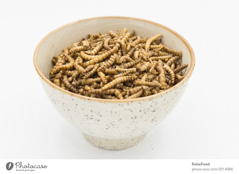 mealworms crustaceans tenebrio molitor isolated Bowl Body Nature Animal Worm Packaging Freeze Disgust Fresh Creepy Natural Brown Yellow Black White background