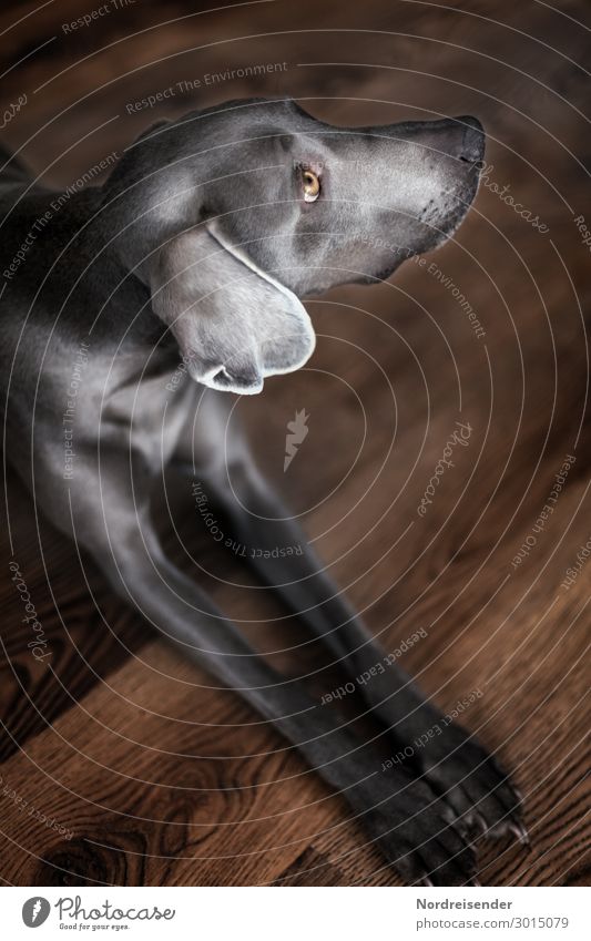 Weimaraner Hunting Dog Animal Pet Pelt 1 Observe Wait Living or residing Friendliness Brown Gray Watchfulness Elegant Hound Dog eyes Background picture Peaceful