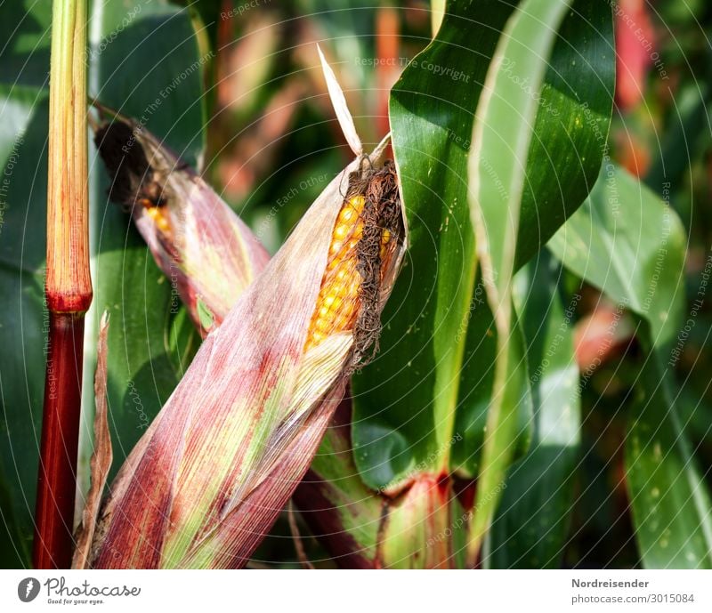 maize Food Grain Nutrition Organic produce Vegetarian diet Work and employment Profession Agriculture Forestry Growth Maize Corn cob Maize field Mature Harvest