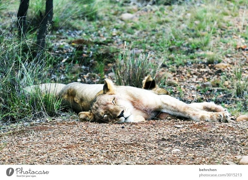 the best time to goof off Lion Wilderness Africa Animal Wild animal Animal portrait blurriness Sunlight Contrast Light Exterior shot Close-up Detail Deserted