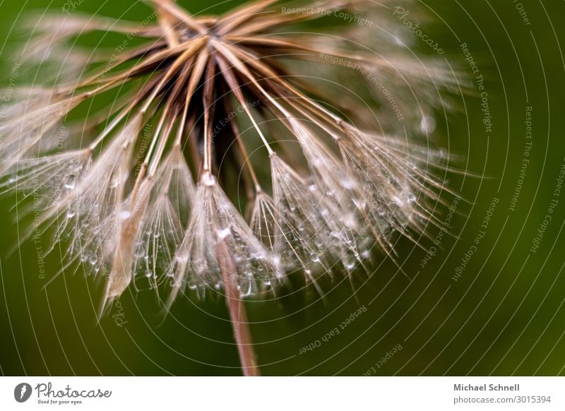 Drops in dandelion Environment Nature Plant Dandelion Fluid Natural Delicate Transience Colour photo Subdued colour Exterior shot Close-up