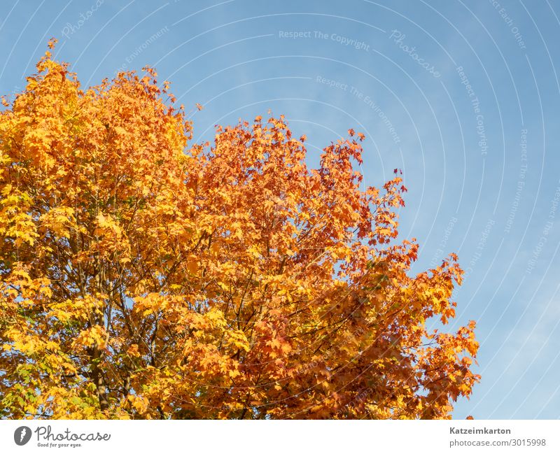 autumn foliage Garden Environment Nature Animal Sky Cloudless sky Autumn Climate change Beautiful weather Tree Park Forest Illuminate Senior citizen Life