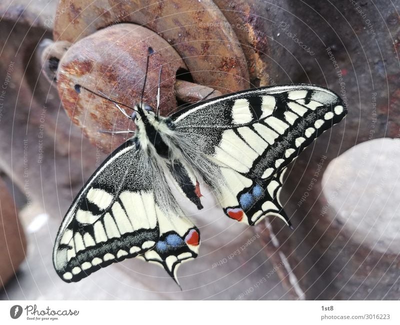 Butterfly Swallowtail Butterfly swallowtail Environment Nature Plant Animal 1 Concrete Metal Steel Rust Line Stripe Flying Illuminate Esthetic Elegant Fantastic